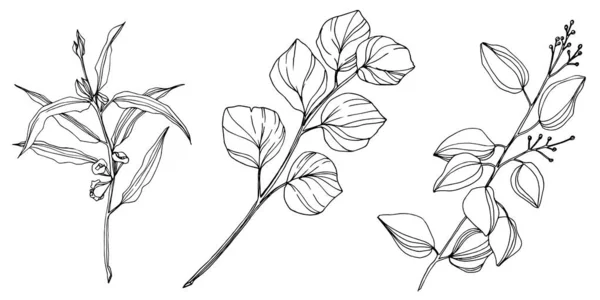 Векторные листья эвкалипта. Черно-белый рисунок чернил. Изолированный эвкалиптовый иллюстрационный элемент . — стоковый вектор
