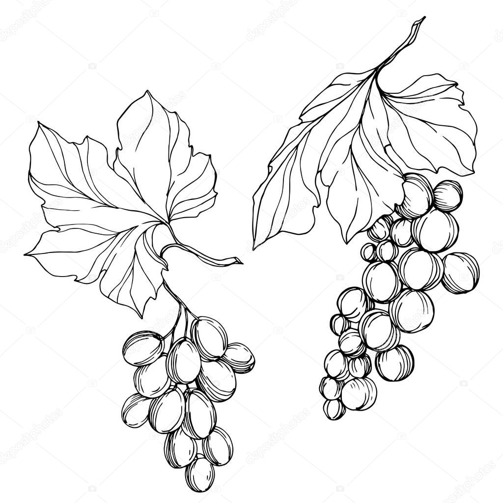 Vector Grape berry healthy food. Black and white engraved ink art. Isolated grape illustration element.