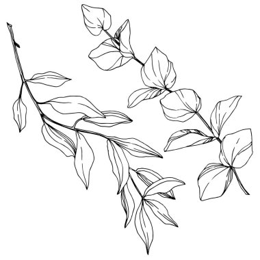 Vektör okaliptüs ağacı yaprakları. Siyah beyaz işlemeli mürekkep sanatı. İzole edilmiş okaliptüs illüstrasyon ögesi.