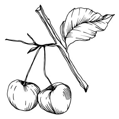 Vector Cherry sağlıklı yiyecekler. Siyah beyaz işlemeli mürekkep sanatı. İzole edilmiş böğürtlen illüstrasyon ögesi.