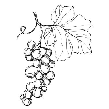 Vector Grape Berry sağlıklı yemek. Siyah beyaz işlemeli mürekkep sanatı. İzole edilmiş üzüm illüstrasyon ögesi.
