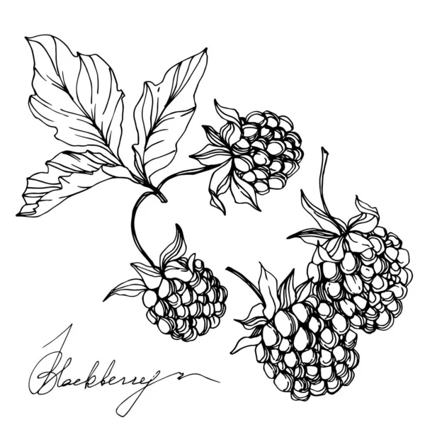 Vector Blackberry comida saludable. Tinta grabada en blanco y negro. Elemento de ilustración de bayas aisladas . — Archivo Imágenes Vectoriales