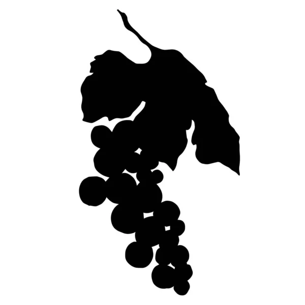 Vetor Grape berry alimentos saudáveis. Arte de tinta gravada em preto e branco. Elemento de ilustração de uva isolada. — Vetor de Stock