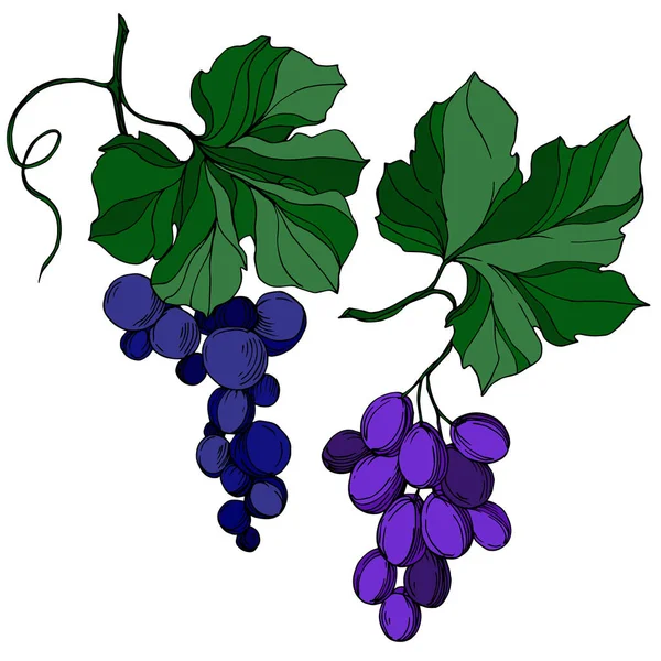 Vector Baya de uva comida saludable. Tinta grabada en blanco y negro. Elemento ilustrativo aislado de la uva . — Archivo Imágenes Vectoriales