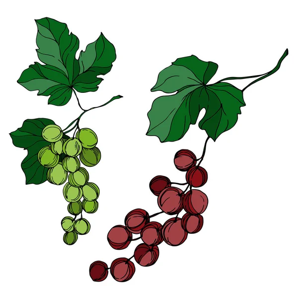 Vector Druivenbes gezond voedsel. Zwart-wit gegraveerde inktkunst. Geïsoleerde druiven illustratie element. — Stockvector