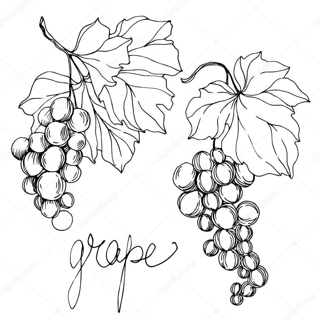 Vector Grape berry healthy food. Black and white engraved ink art. Isolated grapes illustration element.