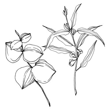 Vektör okaliptüs ağacı yaprakları. Siyah beyaz işlemeli mürekkep sanatı. İzole edilmiş okaliptüs illüstrasyon ögesi.