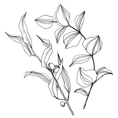 Vektör okaliptüs ağacı yaprakları. Siyah beyaz işlemeli mürekkep sanatı. İzole edilmiş okaliptüs illüstrasyon ögesi.