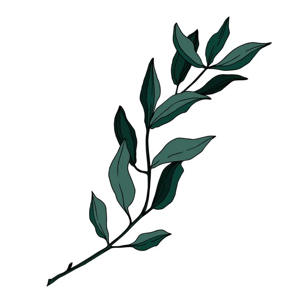 ベクトルユーカリの木の葉。黒と白の刻まインクアート。単離されたユーカリイラスト要素. — ストックベクタ