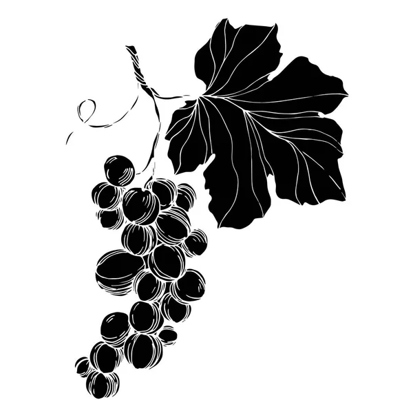 ベクトルブドウベリー健康食品。黒と白の刻まインクアート。分離されたブドウイラスト要素. — ストックベクタ