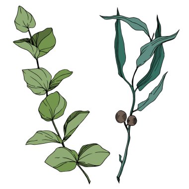 Vektör okaliptüs ağacı yaprakları. Siyah beyaz işlemeli mürekkep sanatı. İzole edilmiş okaliptüs illüstrasyon ögesi.