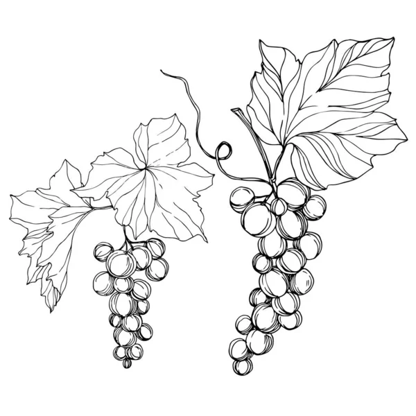 Vetor Grape berry alimentos saudáveis. Arte de tinta gravada em preto e branco. Elemento de ilustração de uva isolada. —  Vetores de Stock