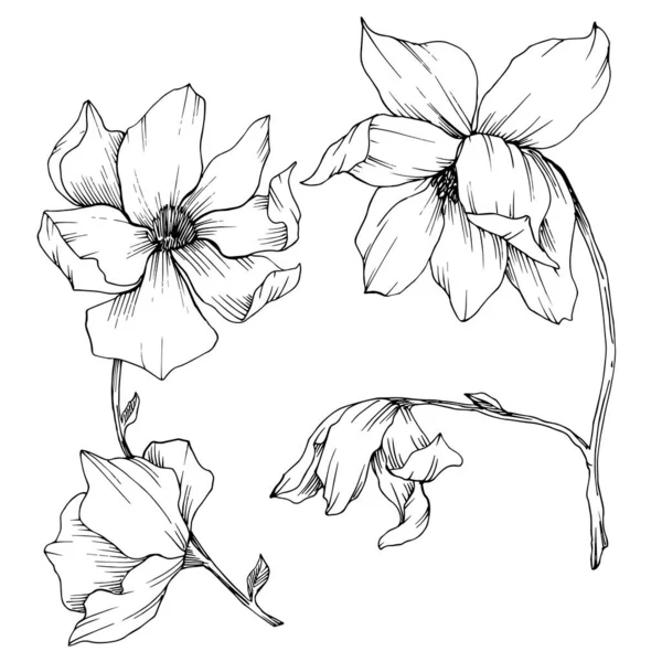 Vector Magnolia flores botânicas florais. Tinta gravada a preto e branco. Elemento de ilustração de magnólia isolada . — Vetor de Stock