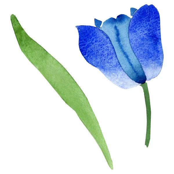 Azul tulipa flores botânicas florais. Conjunto de ilustração de fundo aquarela. Isolado tulipas ilustração elemento . — Fotografia de Stock