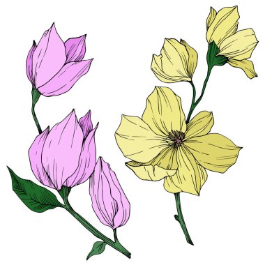 Vektör Magnolia çiçek botanik çiçekleri. Siyah beyaz işlemeli mürekkep sanatı. İzole edilmiş manolya illüstrasyon ögesi.