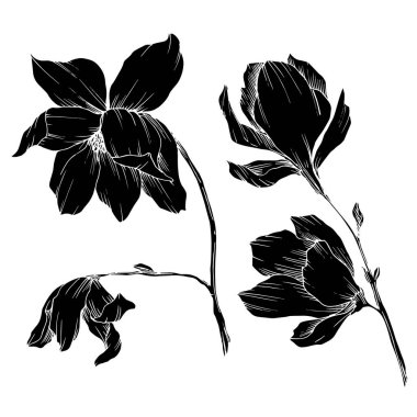 Vektör Magnolia çiçek botanik çiçekleri. Siyah beyaz işlemeli mürekkep sanatı. İzole edilmiş manolya illüstrasyon ögesi.