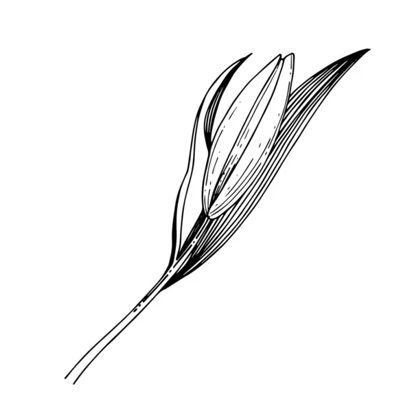 Vector Lily flor botânica floral. Tinta gravada a preto e branco. Elemento de ilustração de lílio isolado . — Vetor de Stock