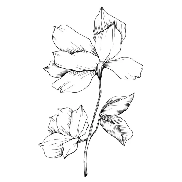 Vector Magnolia flores botânicas florais. Tinta gravada a preto e branco. Elemento de ilustração de magnólia isolada . —  Vetores de Stock