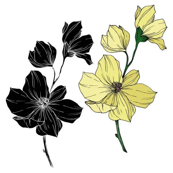 Vector Magnolia flores botánicas florales. Tinta grabada en blanco y negro. Elemento ilustrativo de magnolia aislada . — Vector de stock