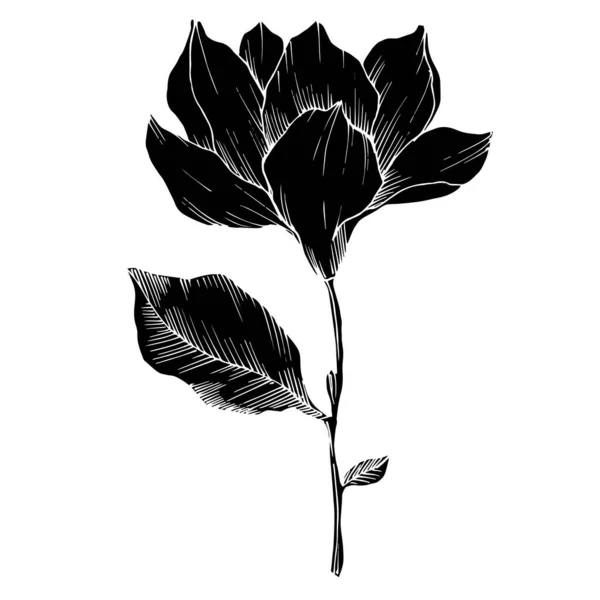 Vector Magnolia flores botânicas florais. Tinta gravada a preto e branco. Elemento de ilustração de magnólia isolada . —  Vetores de Stock