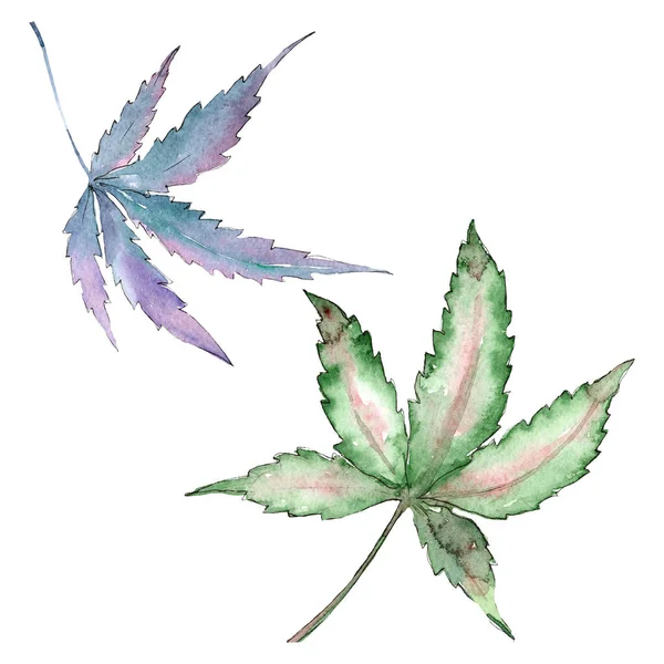 Cannabis daun hijau. Set ilustrasi latar belakang cat air. Unsur ilustrasi kanabis yang terisolasi . — Stok Foto