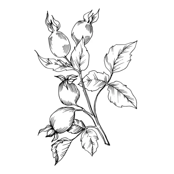 Ros höft gren med frukt botaniska blad. Svart och vit graverad bläckkonst. Enskilt illustrationselement för nypon. — Stock vektor