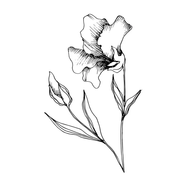 Vector Flax flores botânicas florais. Tinta gravada a preto e branco. Elemento de ilustração isolado do linho . —  Vetores de Stock