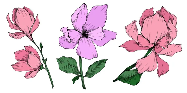 Fiori botanici floreali Vector Magnolia. Inchiostro inciso in bianco e nero art. Elemento di illustrazione magnolia isolata . — Vettoriale Stock