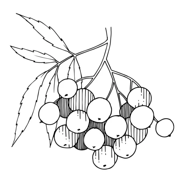 Sorbus vektor ág bogyóval és levelekkel. Fekete-fehér vésett tinta művészet. Izolált evezős illusztrációs elem. — Stock Vector