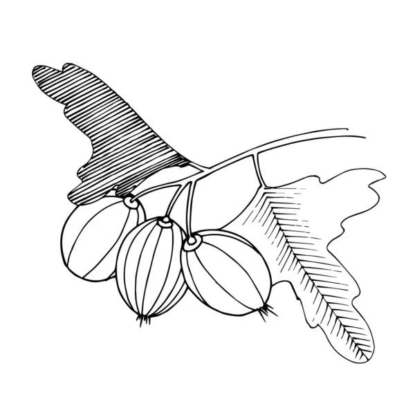 Vector Gooseberry ramo. Tinta gravada a preto e branco. Elemento isolado de ilustração de groselha espinhosa . — Vetor de Stock
