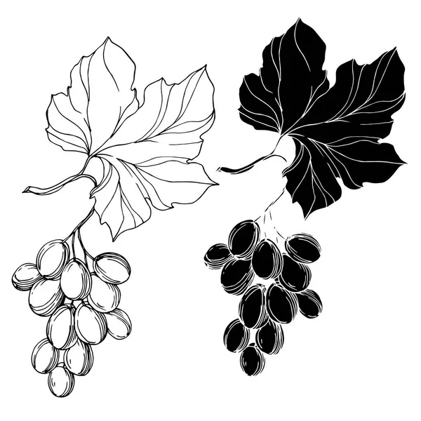 Vetor Grape berry alimentos saudáveis. Arte de tinta gravada em preto e branco. Elemento de ilustração de uva isolada. —  Vetores de Stock