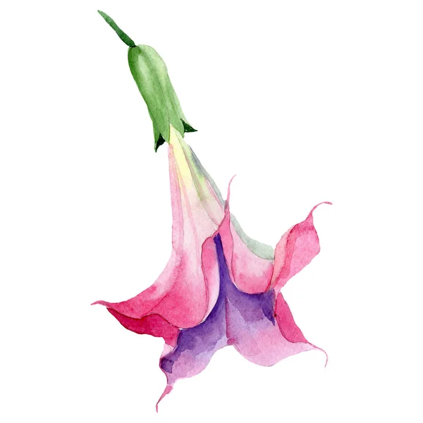 Brugmansia sau Angels Trâmbițe floare. Isolated roz brugmansia element ilustrare. Set de ilustrații acuarelă . — Fotografie, imagine de stoc