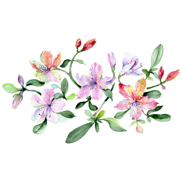 Alstroemeria e orquídeas buquê flores botânicas. Conjunto de fundo aquarela. Isolados buquês elemento ilustrativo . — Fotografia de Stock