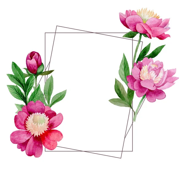 Peonia Rosa Fiore Botanico Floreale Estate Selvaggia Foglia Cornice Di Fiori Selvatici Caduta Impianto Stock Photo 195183340