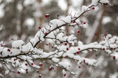 karda yabani gül dalı