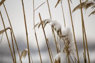 karda vahşi Reed