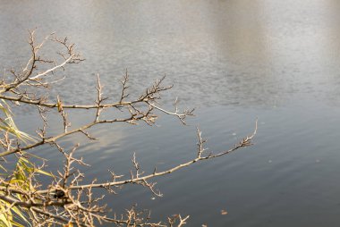 Ağaç dalları Nehri üzerinde