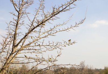 Ağacın yaprakları olmadan