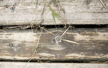 eski ahşap arka plan panoları.