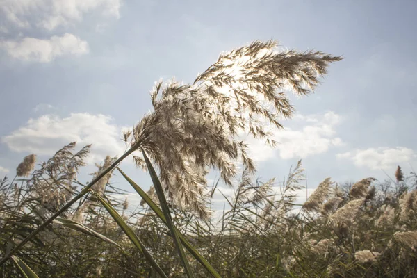 Canne selvatiche e sole — Foto Stock