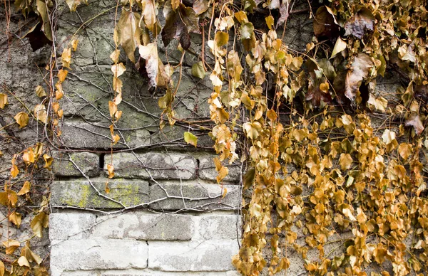 Climbing plants on a stone fence — Stock Photo, Image