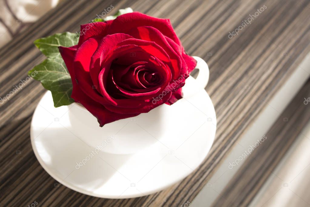 Red rose in white cup