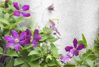 güzel akasma çiçekler