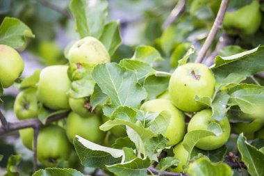 bir dalda yeşil elmalar