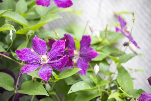 Mooie clematis bloemen — Stockfoto