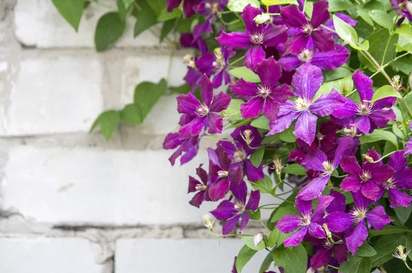 Schöne Klematisblüten — Stockfoto