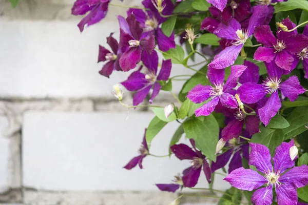 Красивые цветы клематис — стоковое фото