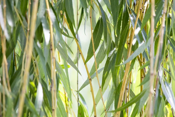 Grüne Weidenzweige — Stockfoto