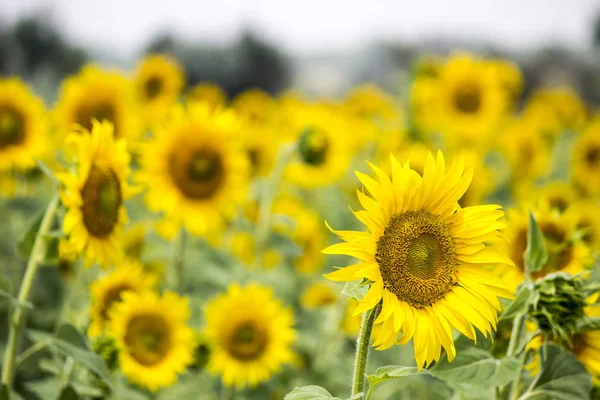 Champ avec tournesols — Photo