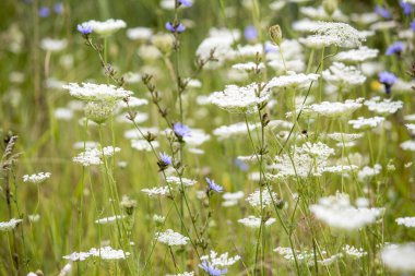 sahada güzel kır çiçekleri